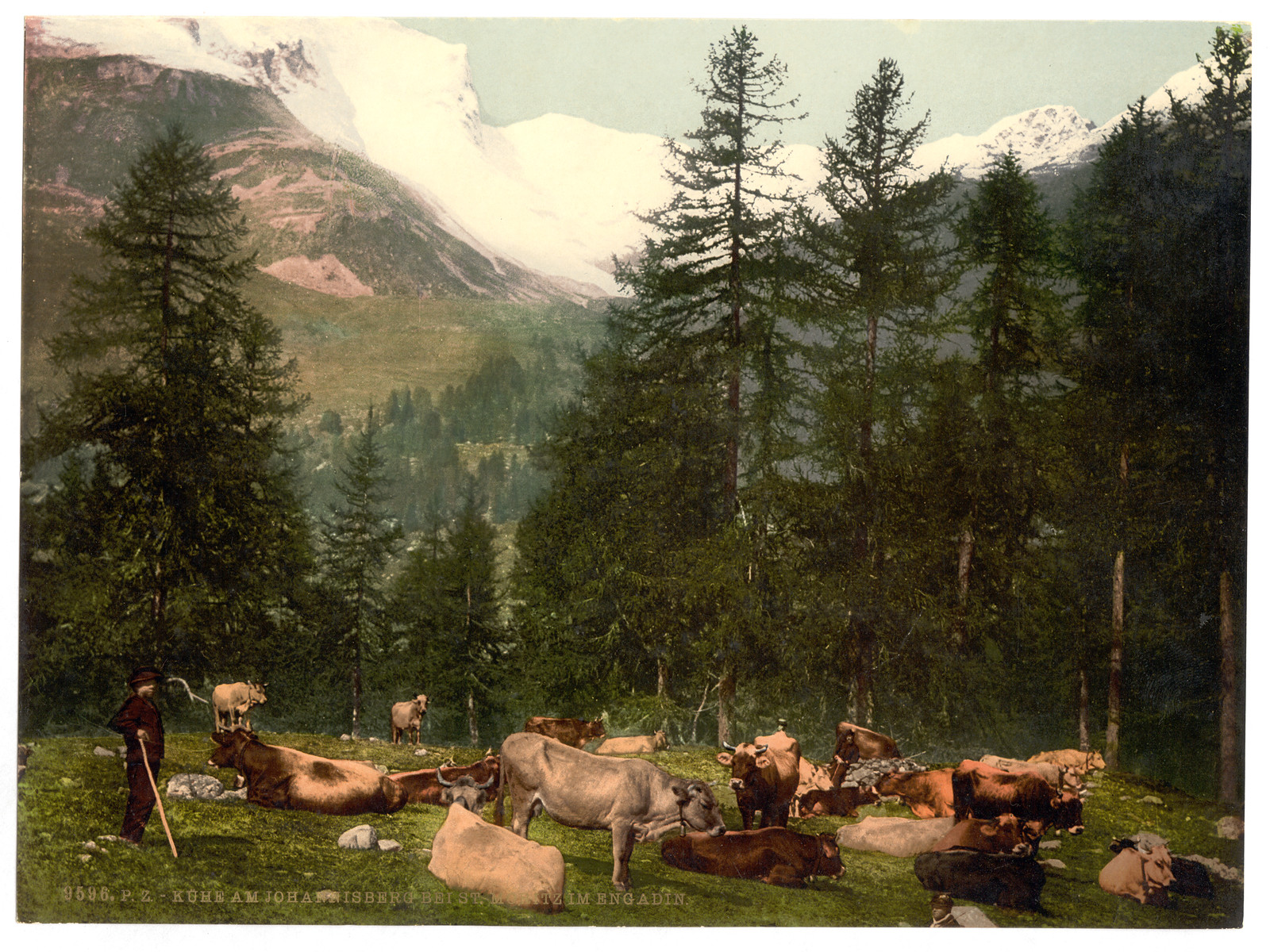 St. Moritz cows at Johannisberg Grisons Switzerland, [between ca. 1890 and ca. 1900]. — historic print