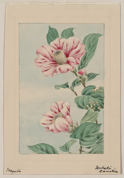 [Japanese drawing]