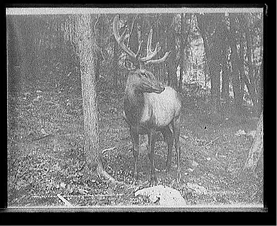 Wild elk at Tower Falls, Yellowstone National Park
