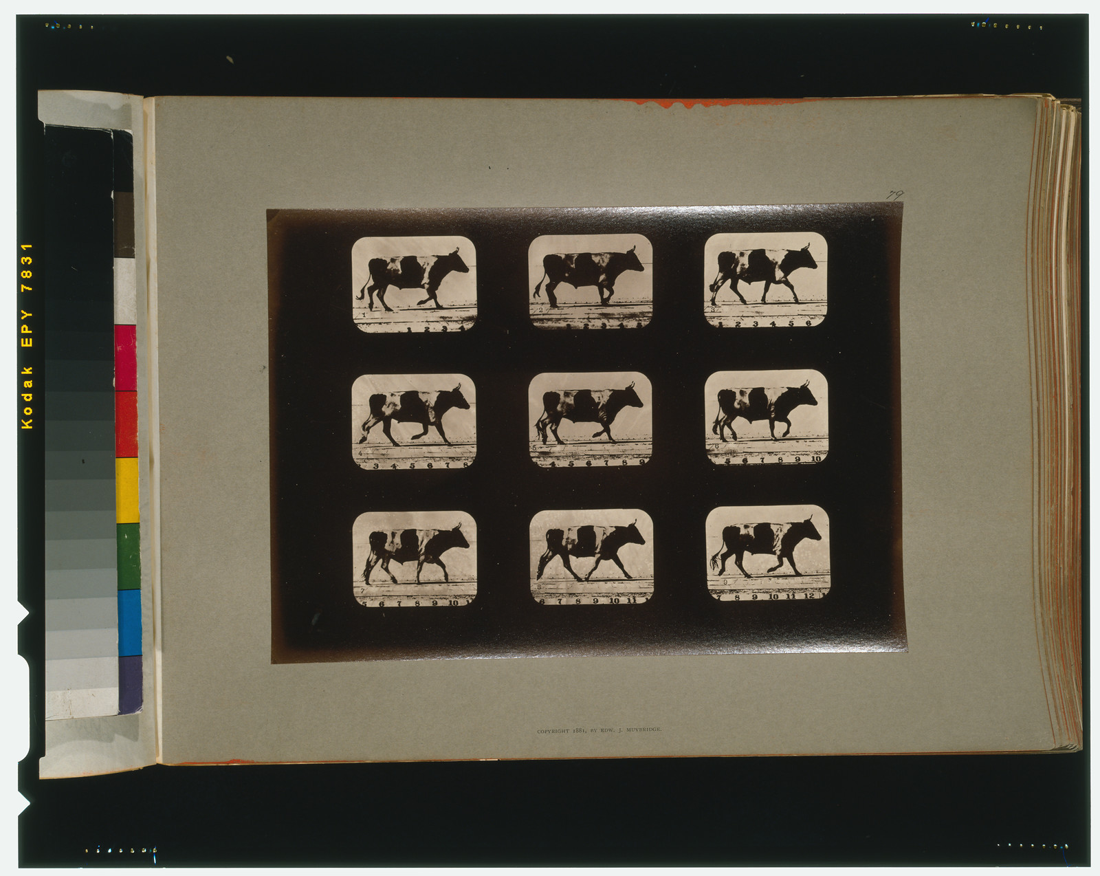 Ox, trotting, [San Francisco] : Muybridge, c1881. — historic photograph