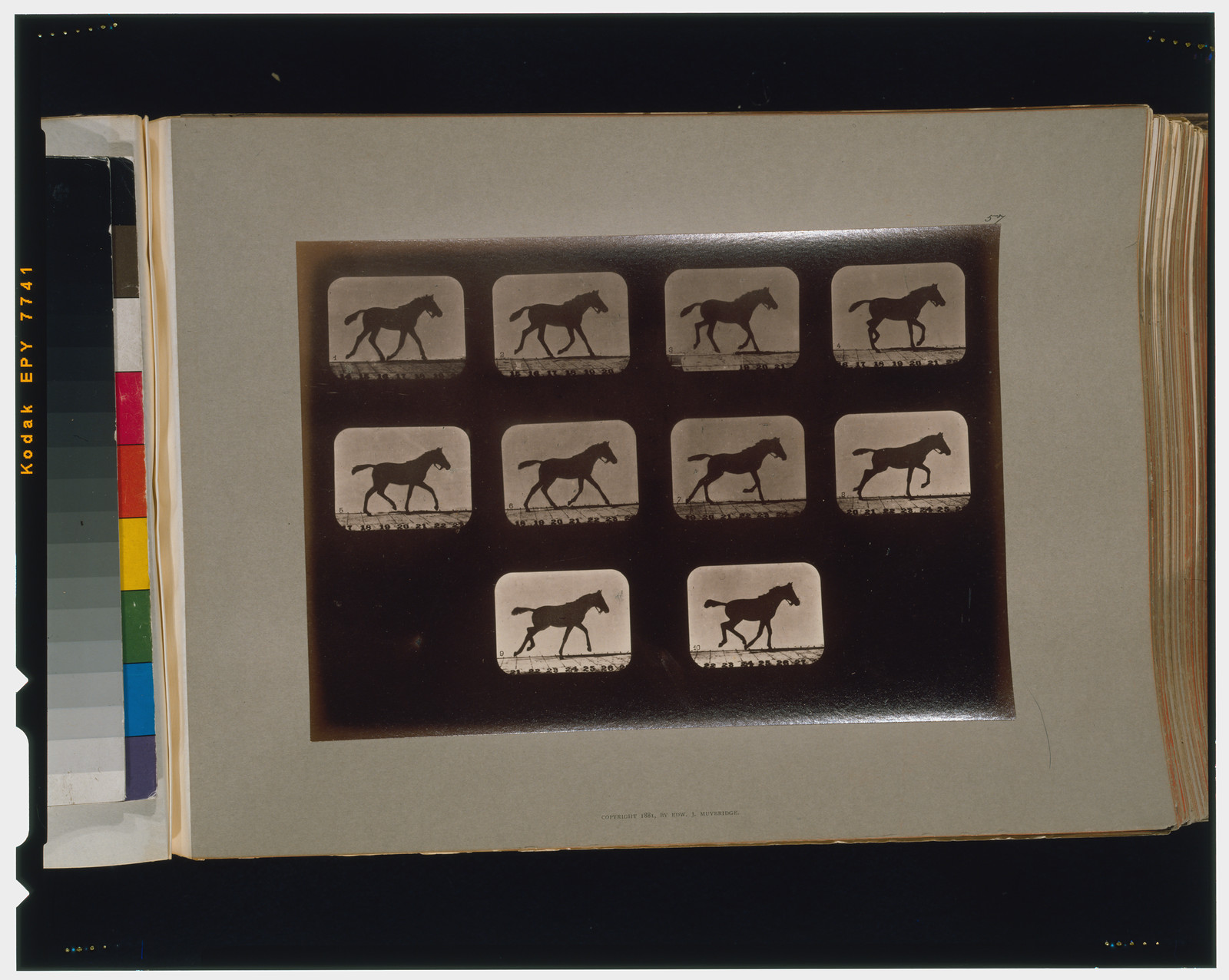Horses. Trotting. Running, [San Francisco] : Muybridge, c1881. — historic photograph