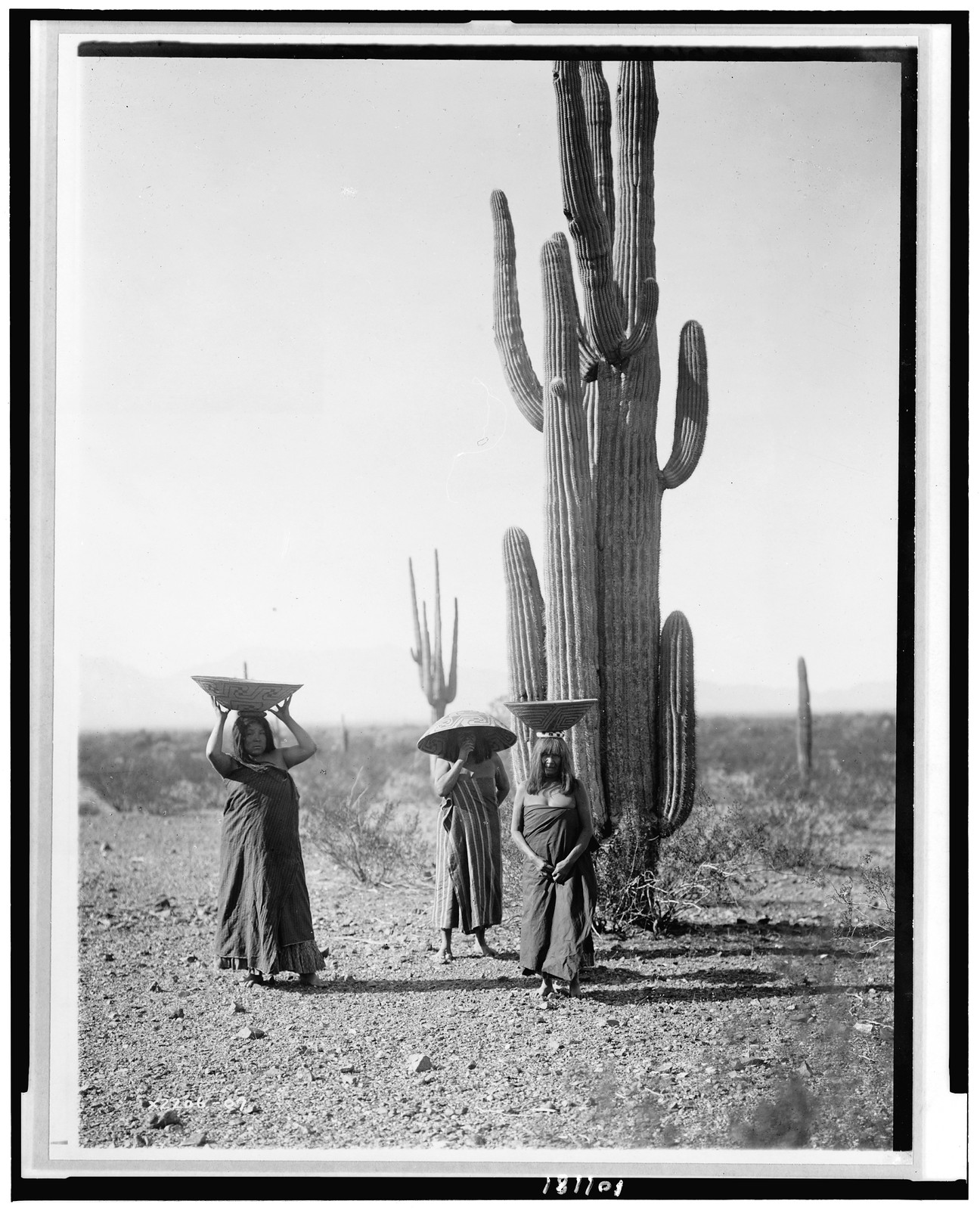 [Saguaro gatherers, Maricopa tribe], 1907, c1907. — historic photograph