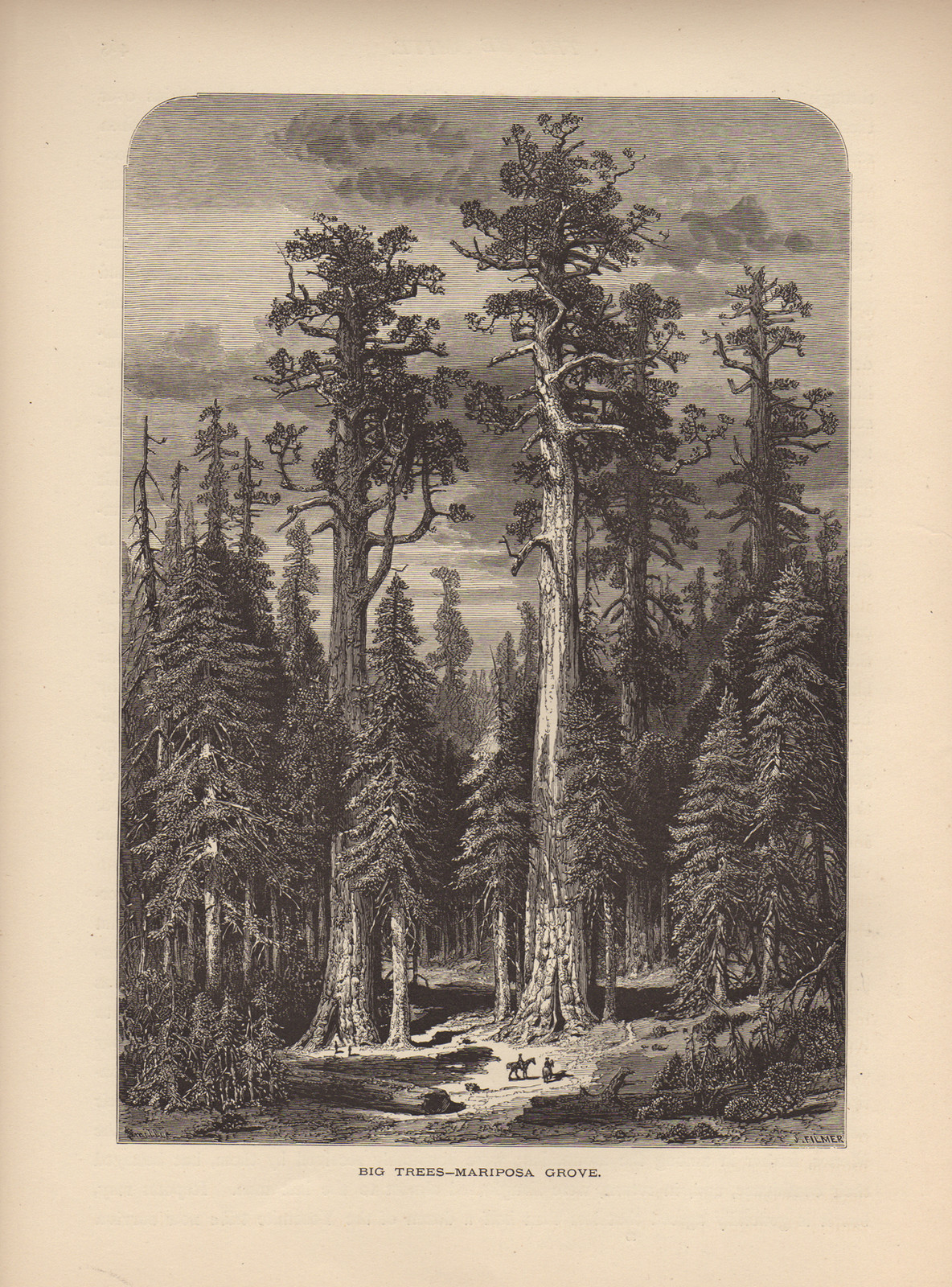 WY The Yosemite Mariposa Trees — historic image