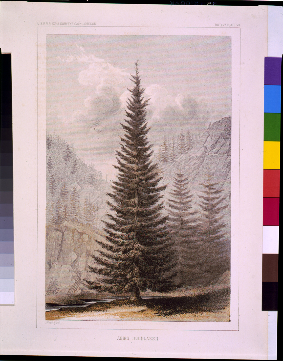 Abies douglass ii / J. Young del., [ca. 1855] — antique lithograph