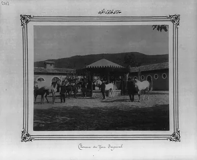 [Horses of the Imperial Stud Farm]