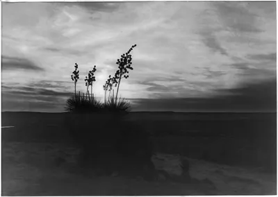 Desert dreams, Texas