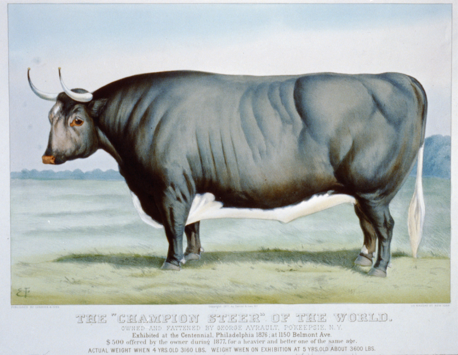 The Champion Steer" of the world: Owned and fattened by George Ayrault N.Y.", [New York] : Currier & Ives, 1877. — historic image
