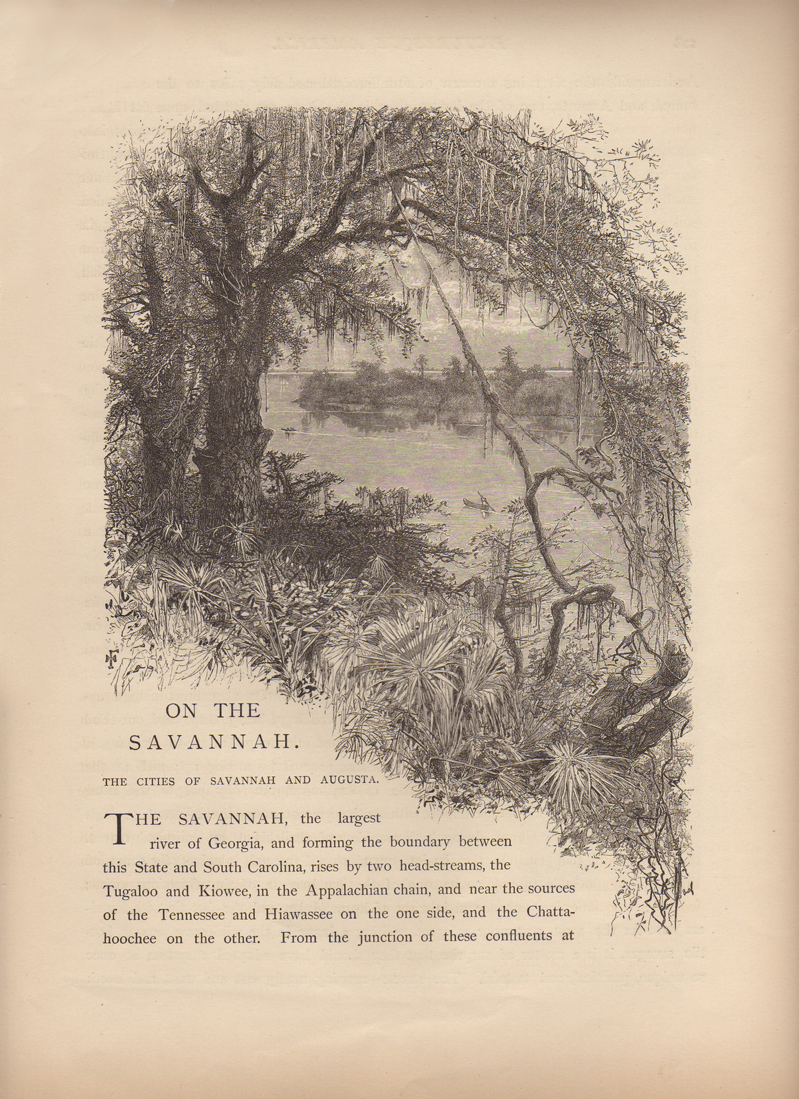 On the Savannah: engraved river scene with trees and Spanish moss — historic image