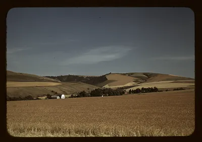 Wheat fields and a white farm building on rolling hills