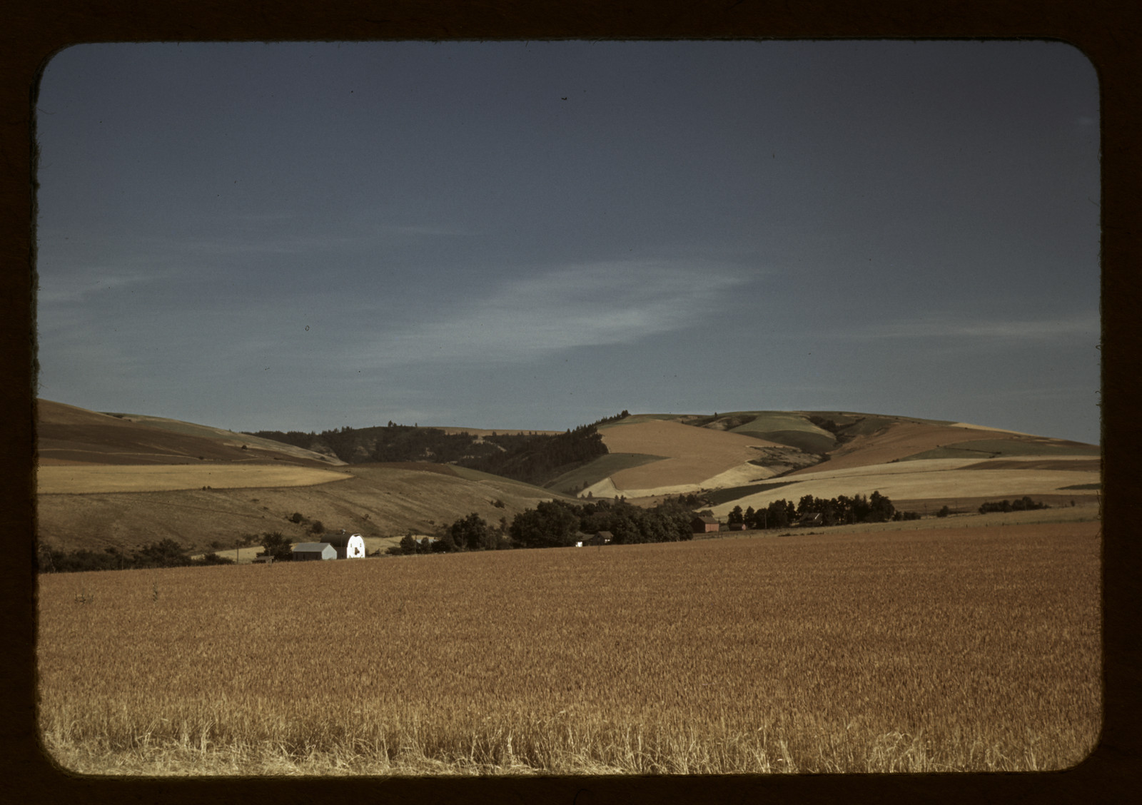 Wheat fields and a white farm building on rolling hills — historic image