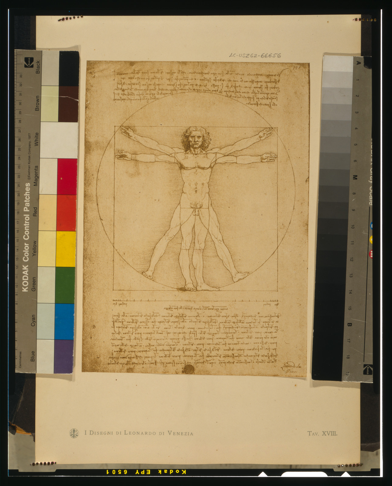 [Study of proportions], [1949] — historic drawing