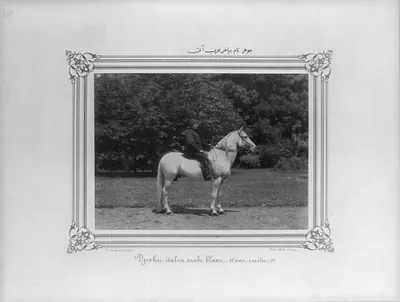 [The Arabian horse named Cevher] / Constantinople, Abdullah Frères.