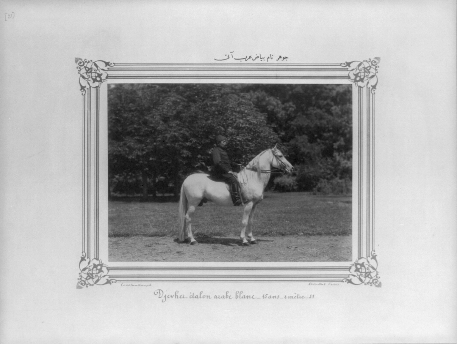 [The Arabian horse named Cevher] / Constantinople, Abdullah Frères., [between 1880 and 1893] — historic photograph