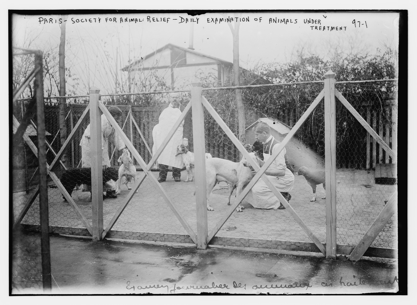 Paris - Society For Animal Relief - Daily Examination of Animals Under Treatment, n/a — historic photograph