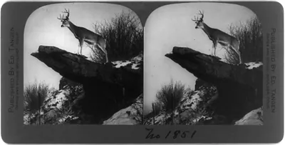 [Large buck deer standing on rock projecting from cliff]