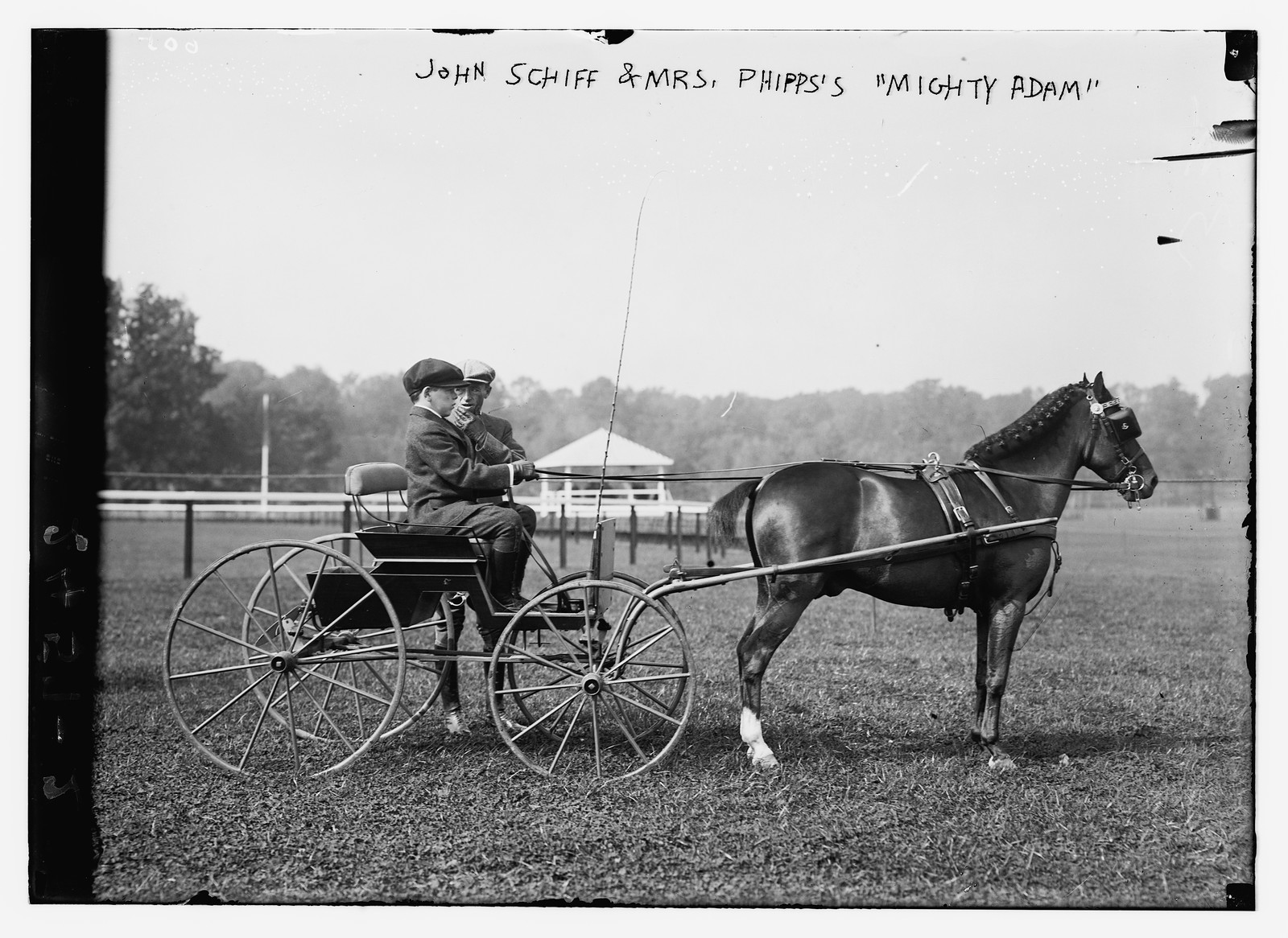 John Schiff & Mrs. Phipps' "Mighty Adam", n/a — historic photograph