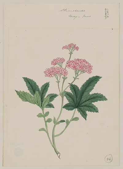 [Japanese drawing]