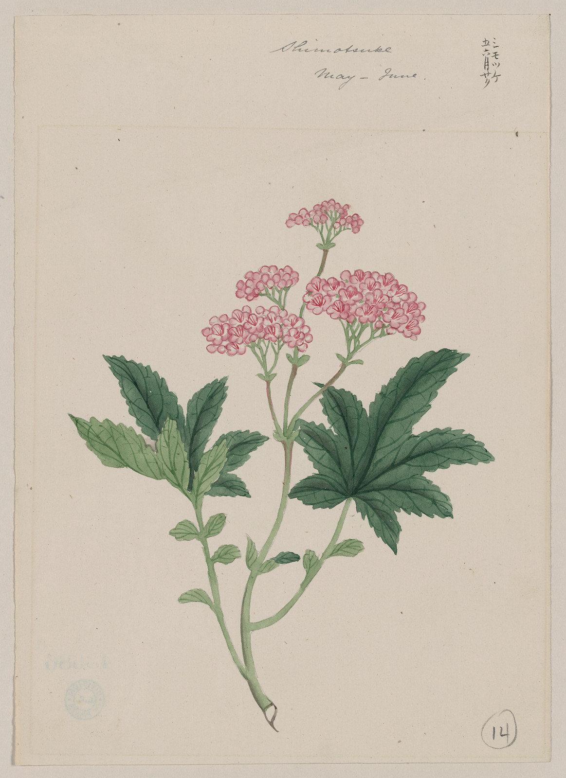 [Japanese drawing], 1750 — historic drawing
