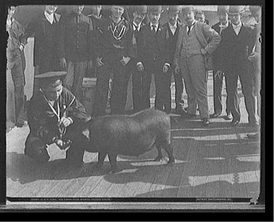 U.S.S. Iowa, pig taken from Spanish cruiser [Cristobal] Colon