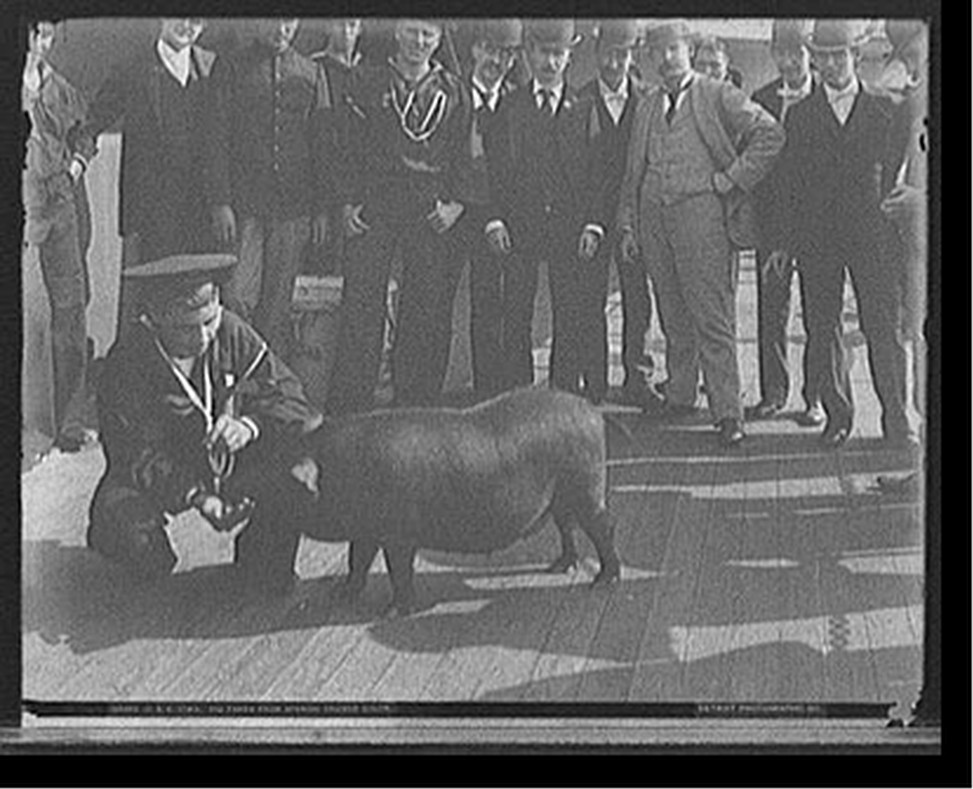 U.S.S. Iowa, pig taken from Spanish cruiser [Cristobal] Colon, [ca. 1898] — historic photograph