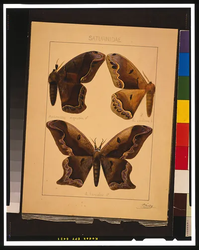 Saturnidae / P. Sandio.