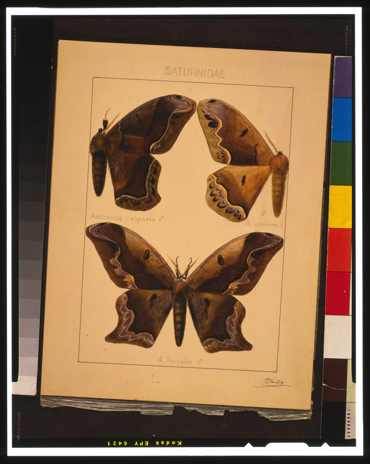 Saturnidae / P. Sandio., [between 1850 and 1900] — historic drawing