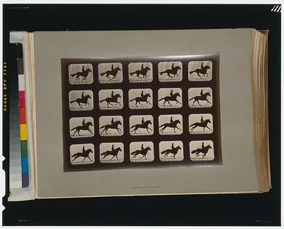 Horses. Running