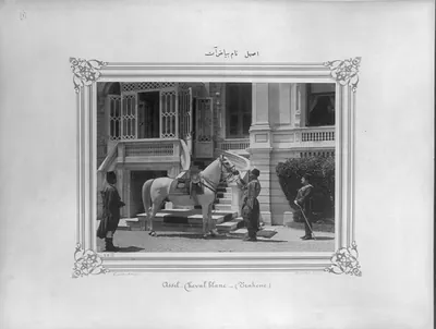 [A white horse named Asil] / Constantinople, Abdullah Frères.