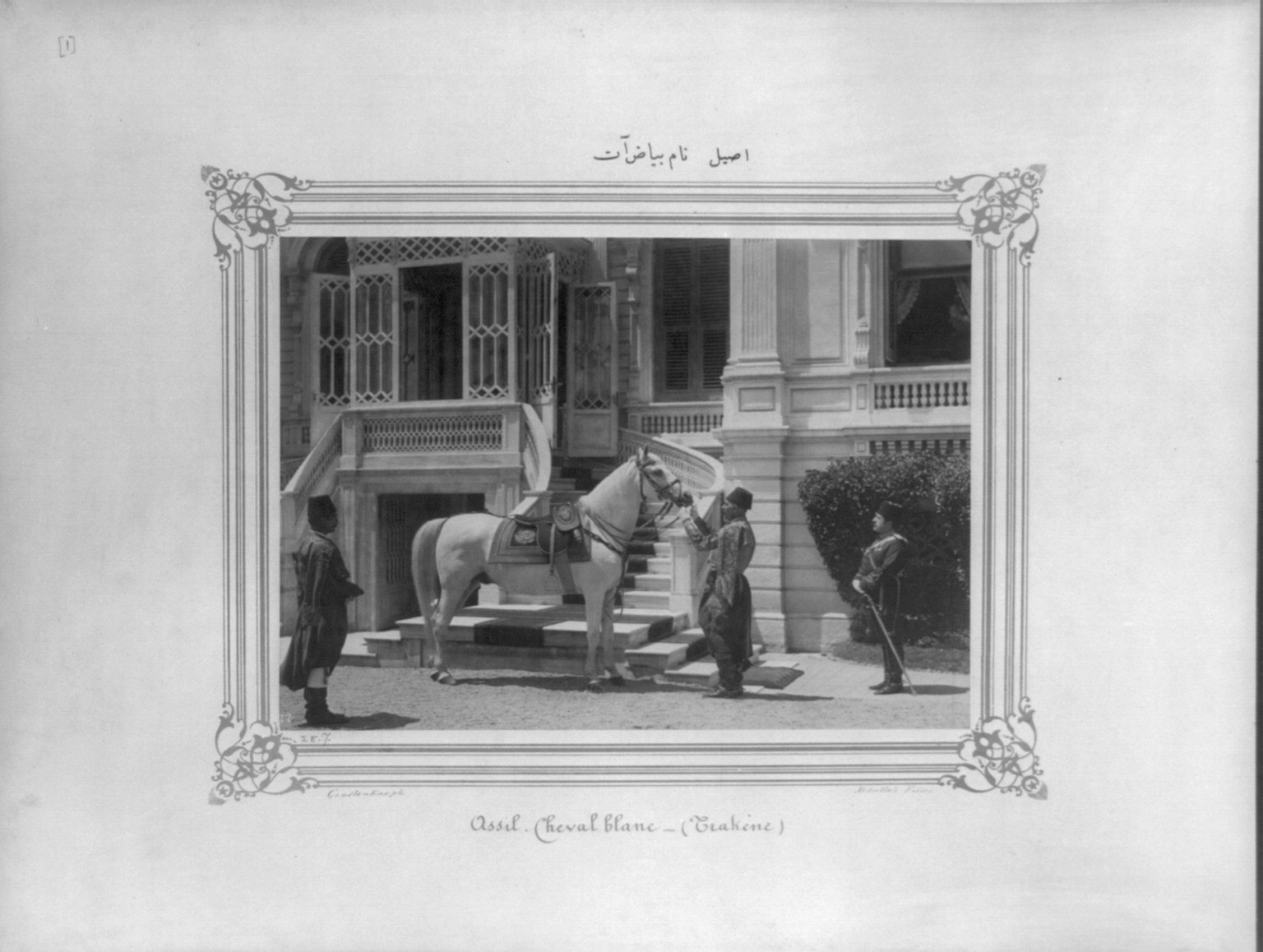 [A white horse named Asil] / Constantinople, Abdullah Frères., [between 1880 and 1893] — historic photograph