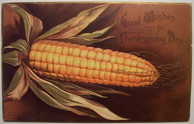 Good Wishes for Thanksgiving Day, postcard with corn ear