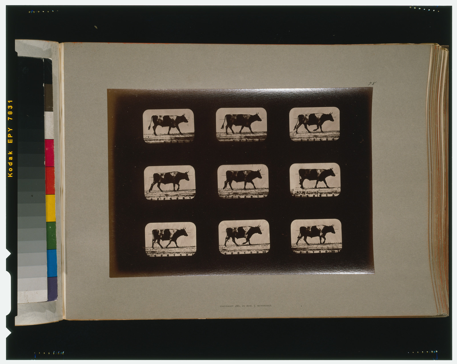 Ox, walking, [San Francisco] : Muybridge, c1881. — historic photograph