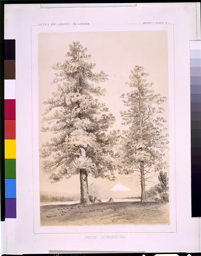 Pinus ponderosa