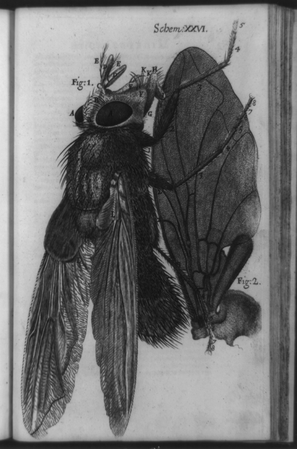 [Microscopic view of blue fly and fly wing at right], [published 1665] — antique engraving