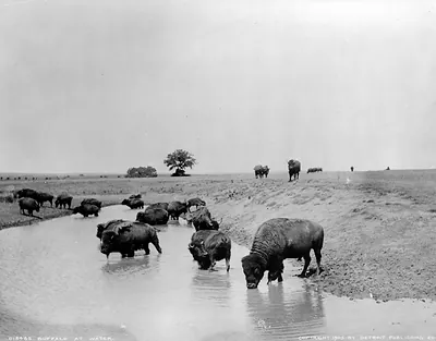 Buffalo at water