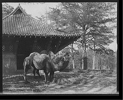 Camels in zoo park, Washington, D.C.