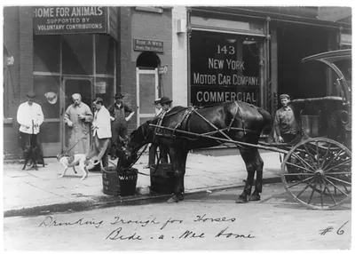 [Bide-A-Wee Home for Animals, New York, N.Y.: horse drinking from trough]