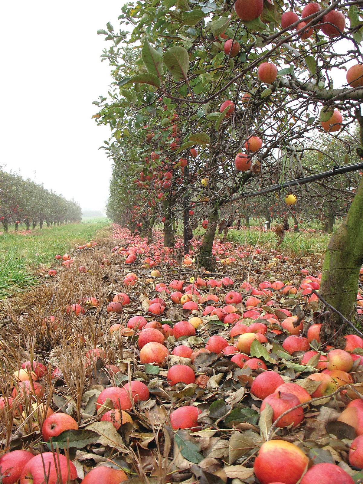 Fallen red apples beneath orchard trees in autumn — historic image