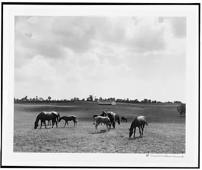 [Horses on Calumet Farm, bluegrass horse farm of Warren Wright, Lexington, Kentucky]