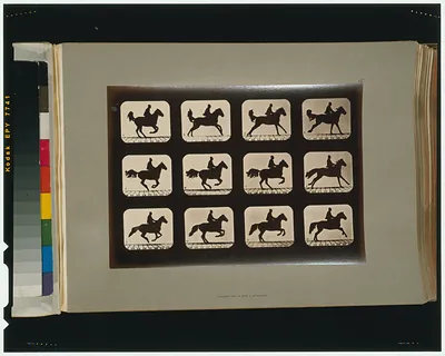 Horses. Irregular