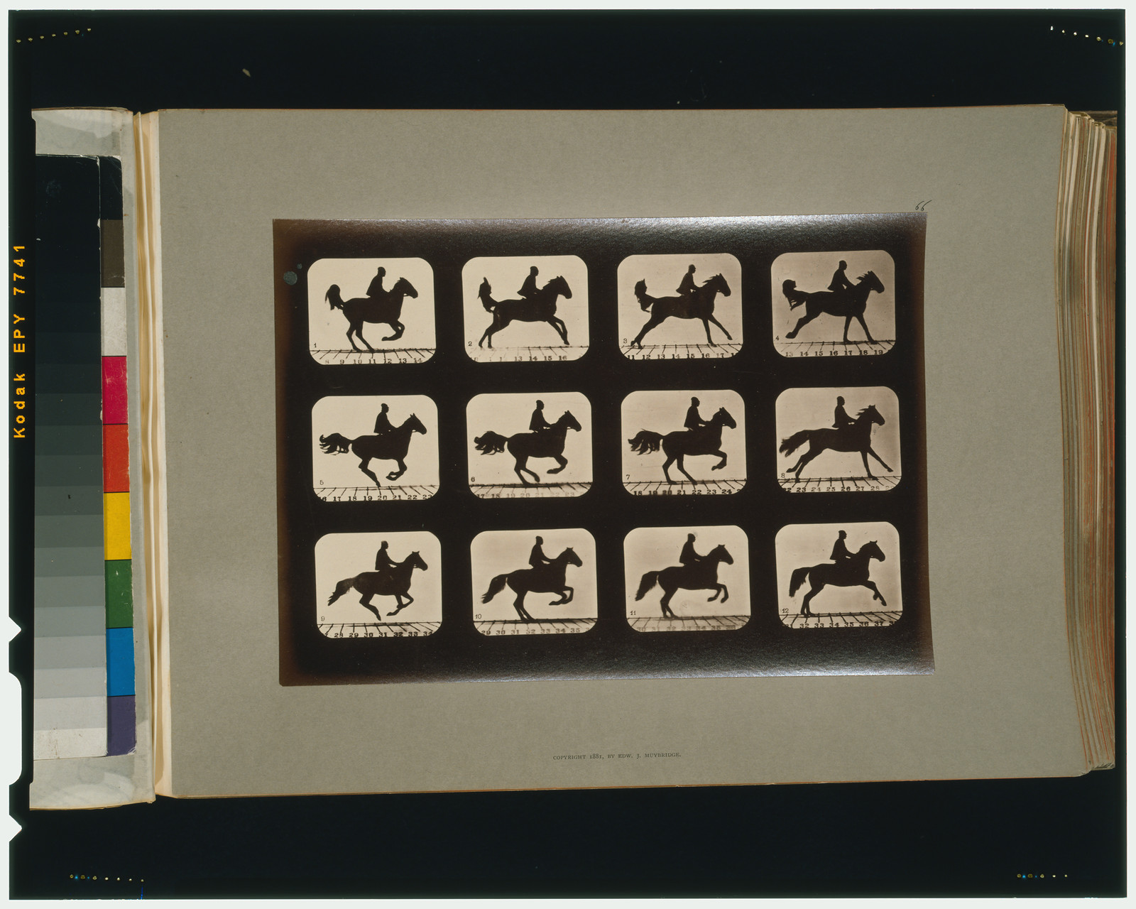 Horses. Irregular, [San Francisco] : Muybridge, c1881. — historic photograph
