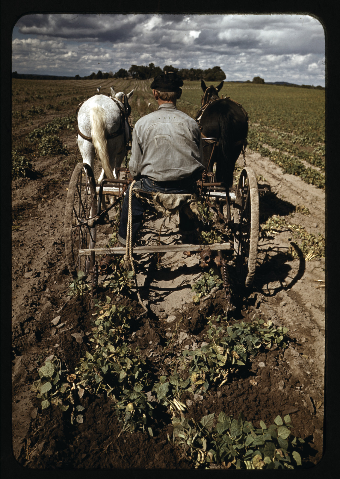 Bill Stagg turning up pinto beans, Pie Town, New Mexico — historic image