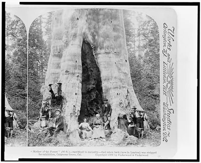 Mother of the forest (90 ft.)--sacrificed to curiosity--died when bark (now in London) was stripped for exhibition Calaveras Grove Cal.