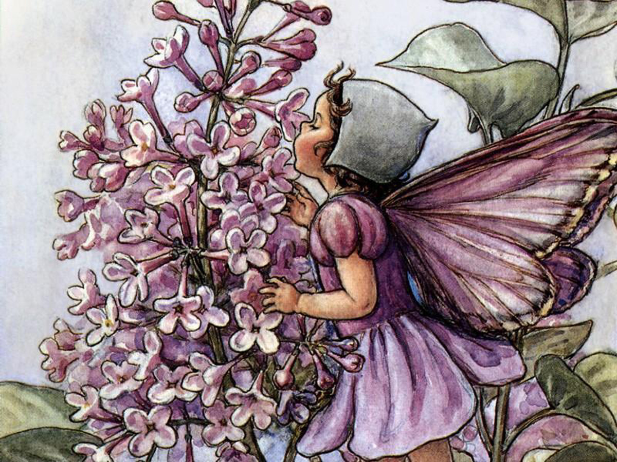 Fairy with butterfly wings smelling lilac blossoms — historic image