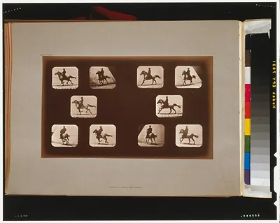Horses. Running