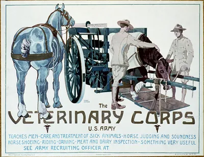 The Veterinary Corps U.S. Army teaches men [...] / Horst Schreck.