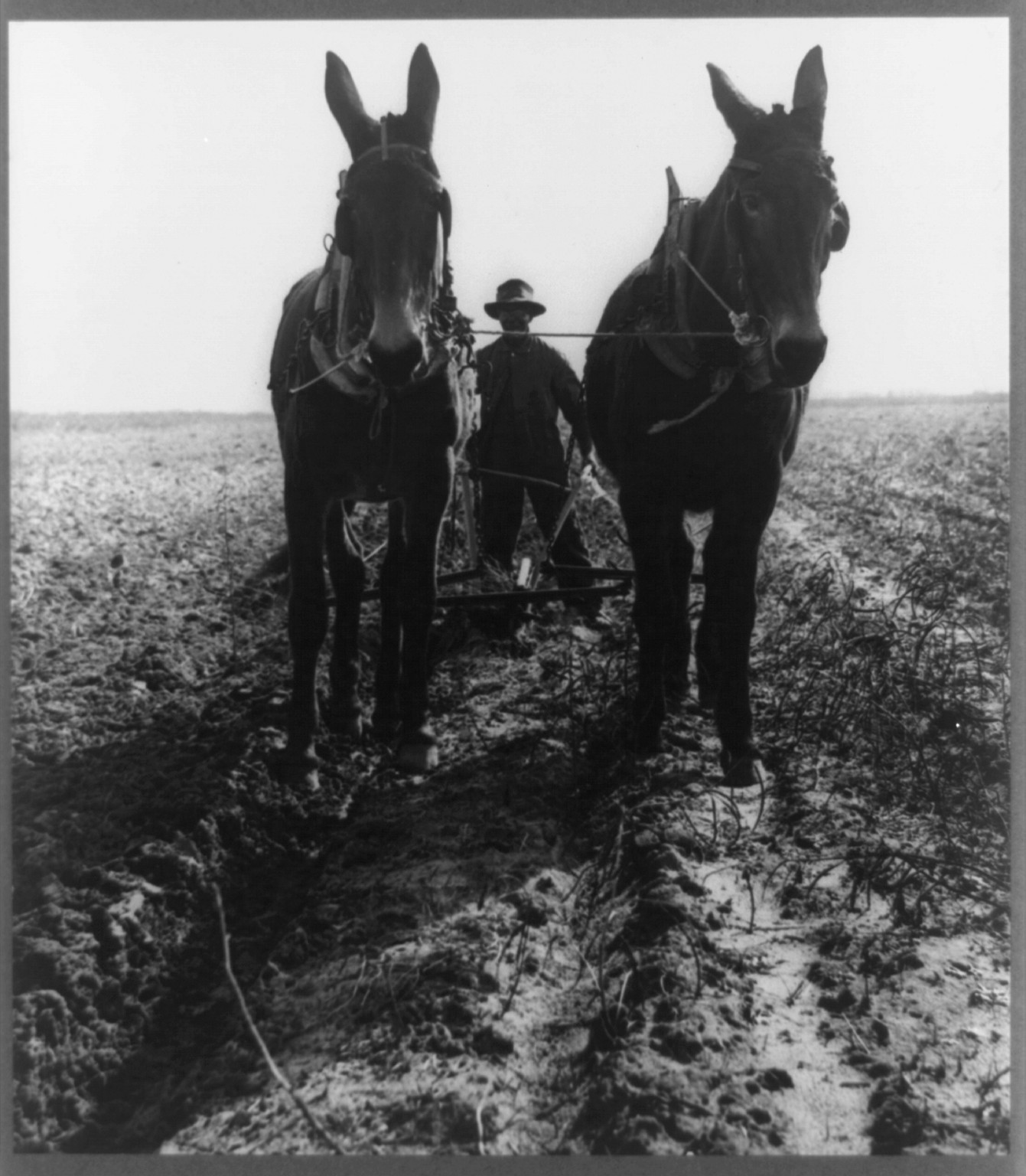Macon county, Ga. Jan. 1940. Plowing cotton field for spring planting, 1940 Jan. — historic photograph