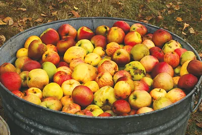 Apples!