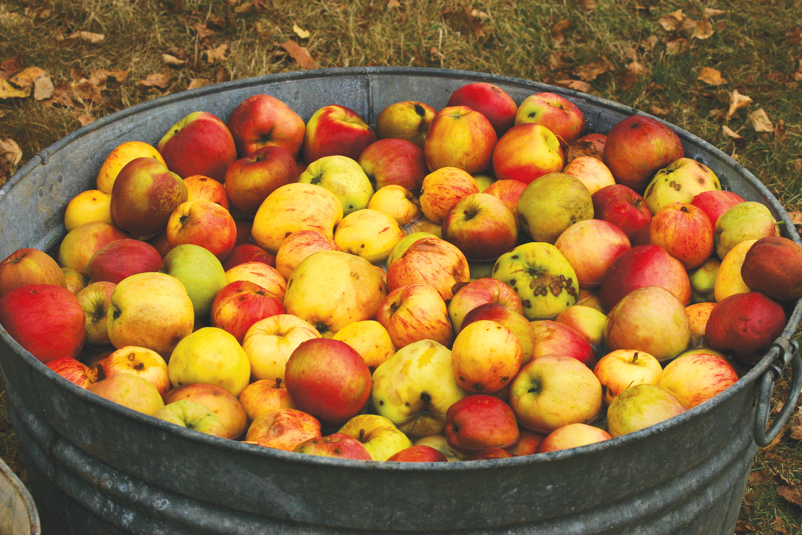 Apples! — historic image