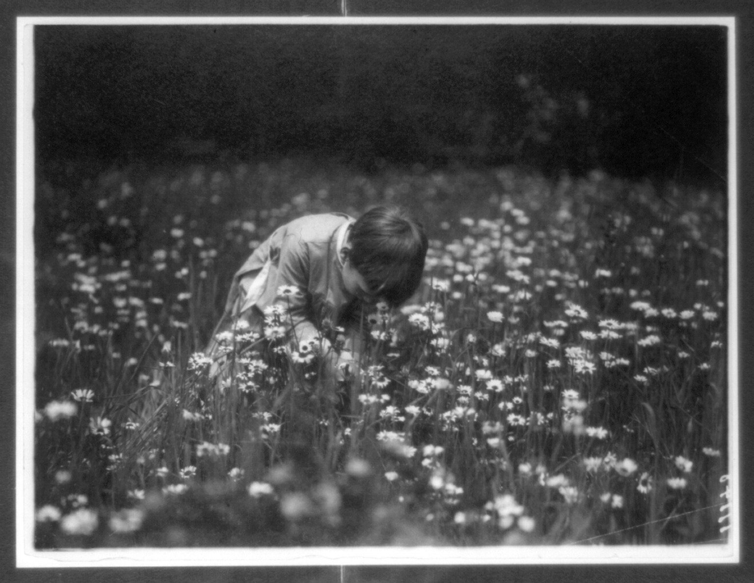 Quentin Roosevelt in a field looking for June bugs, Sagamore Hill, c1904. — historic photograph