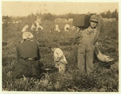Woman and children picking cranberries in a bog